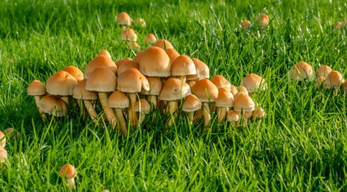 lawn mushroom species