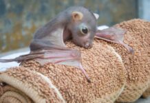baby bat