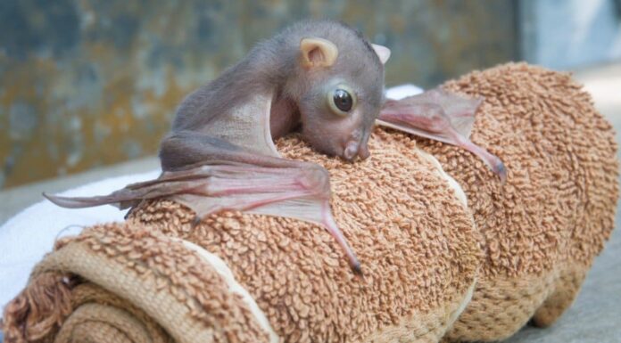 baby bat
