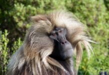 ugly monkeys