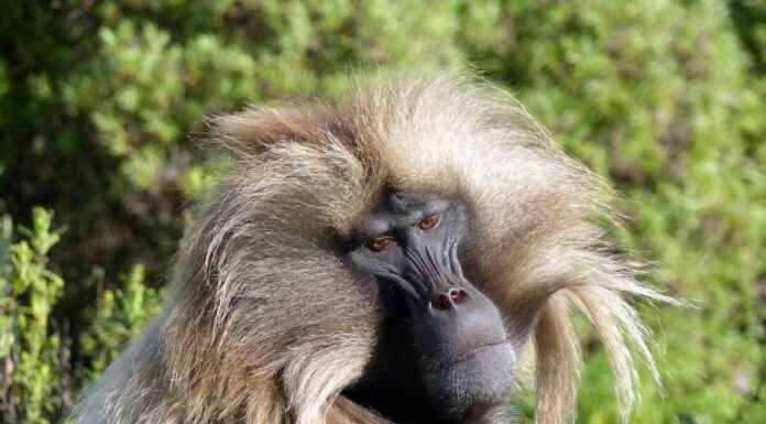 ugly monkeys
