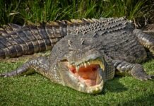 Alligator vs. Crocodile vs. Caiman