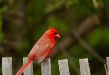 What does it mean when a bird visits you