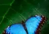 Spiritual Blue Butterfly