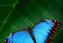 Spiritual Blue Butterfly