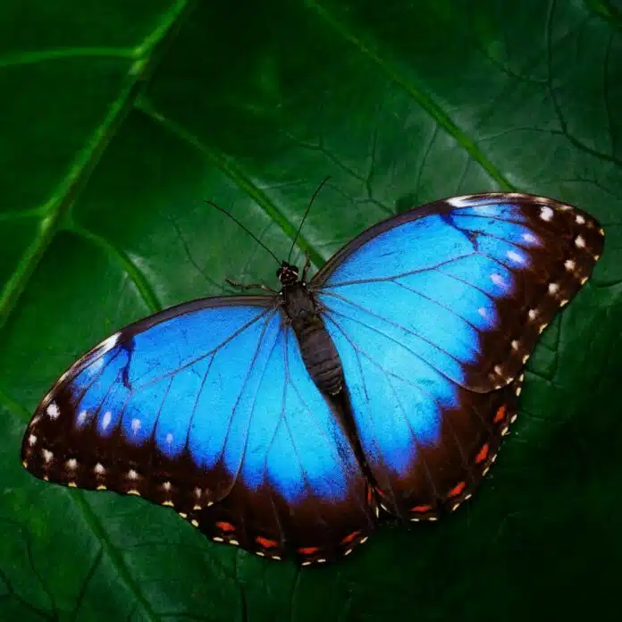 Spiritual Blue Butterfly