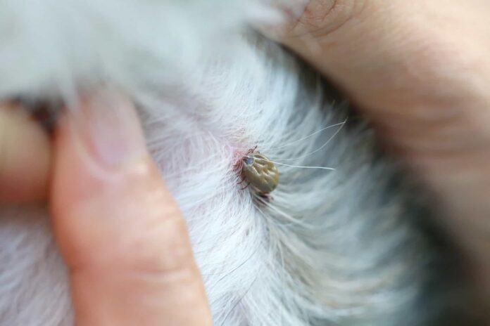 dried dead tick on a dog