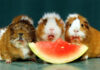 can hamsters eat watermelon