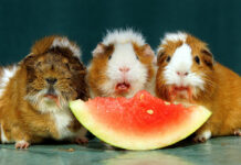 can hamsters eat watermelon