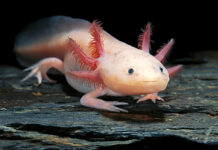 Axolotl Pet