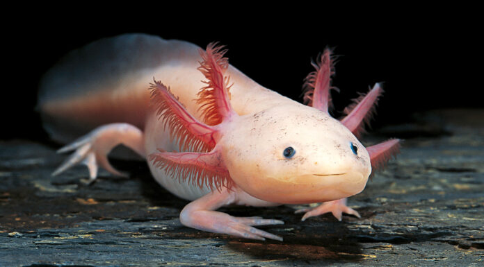 Axolotl Pet