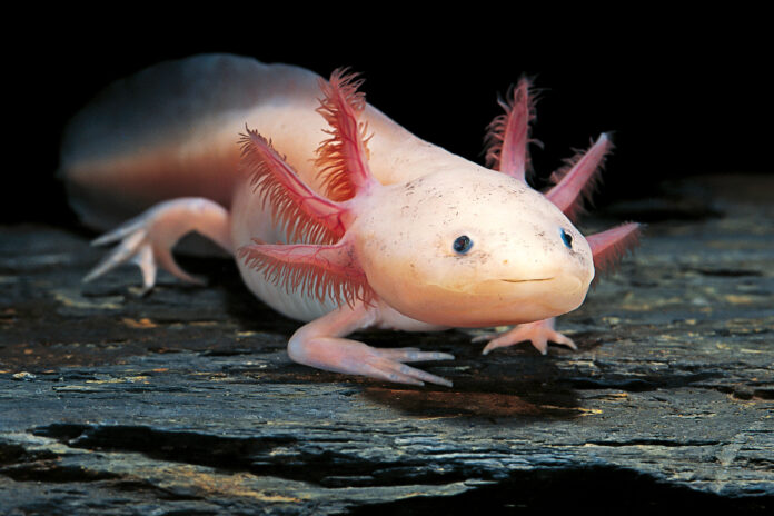 Axolotl Pet