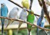 how long do parakeets live