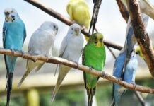 how long do parakeets live