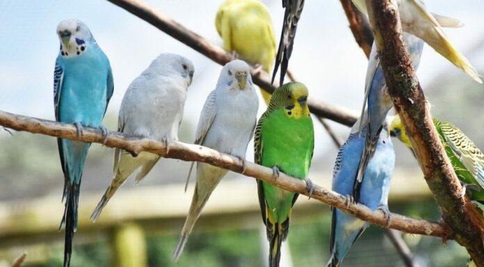 how long do parakeets live