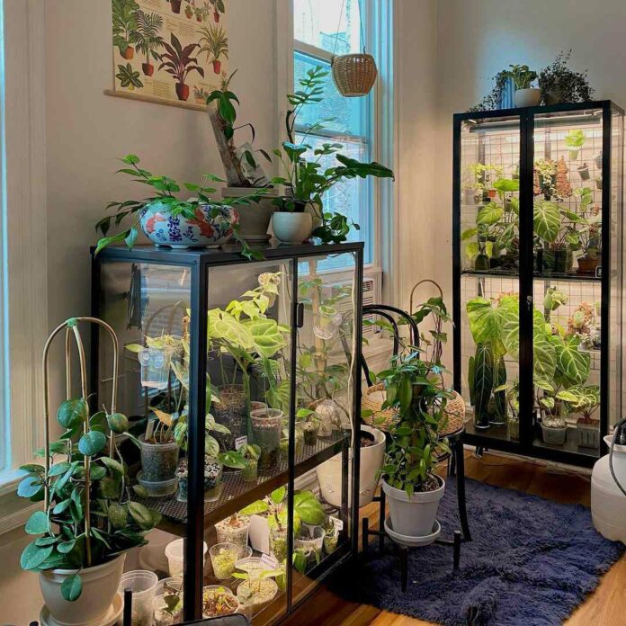 indoor greenhouse