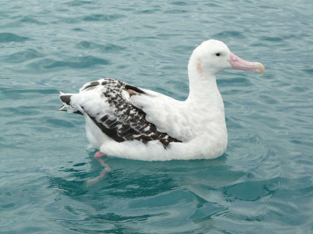 Antipodean Albatros