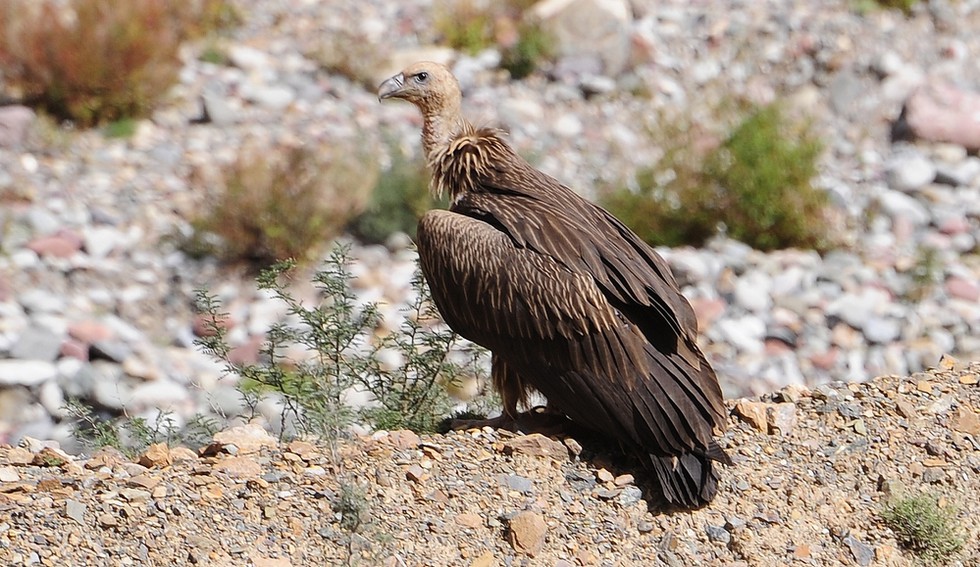 Himalayan Griffon Vulture