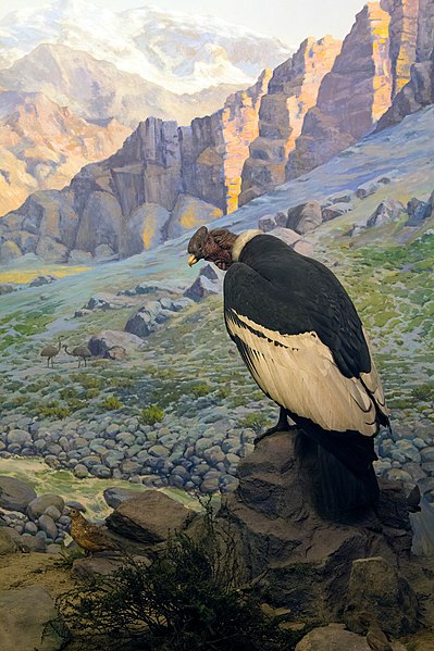 Andean Condor