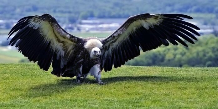 Largest Flying Bird in the World