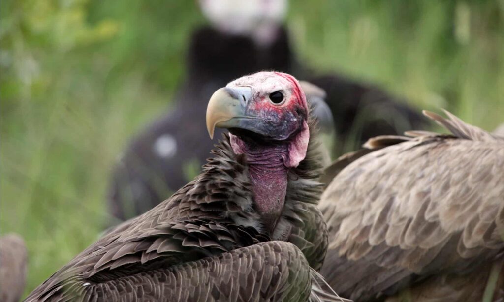 Lappet-Faced Vulture