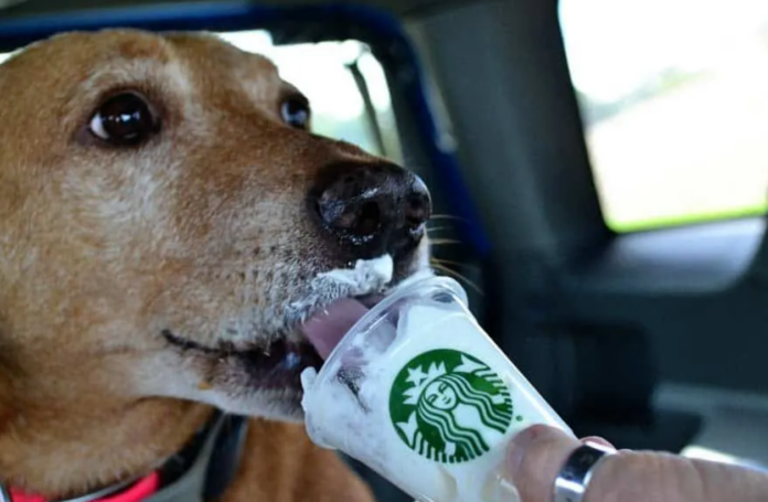 PUP CUP STARBUCKS COST