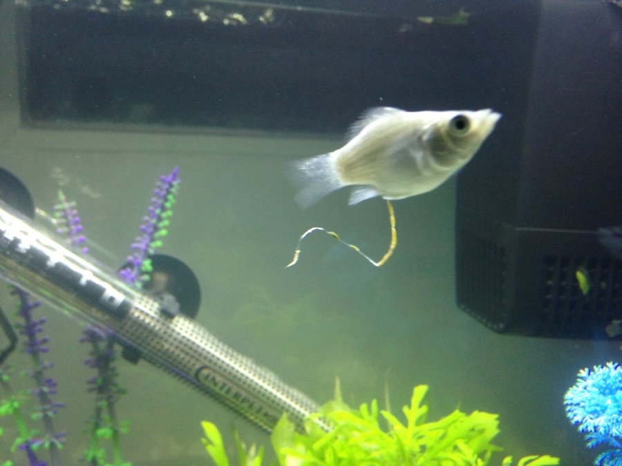 Fish Poop How do fish urinate & defecate? A Best Fashion Fish Poop How do fish urinate & defecate? A Best Fashion