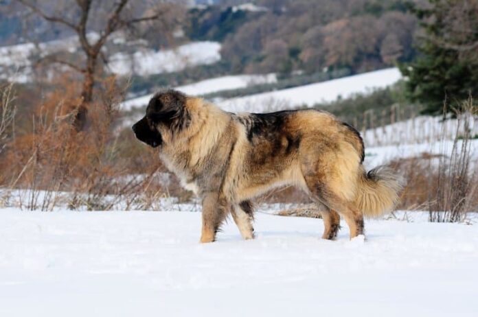 Russian Bear Dog