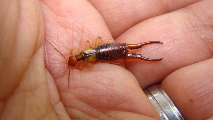 EARWIG BITE