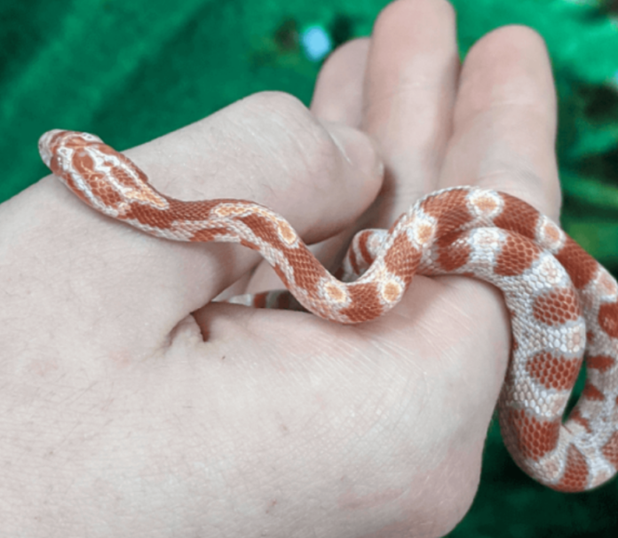 corn snake for sale