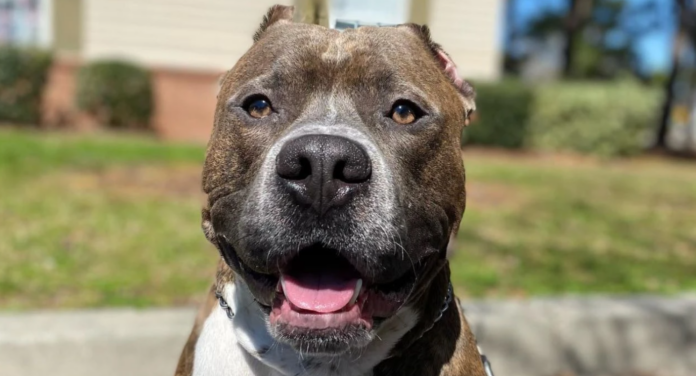 BRINDLE PITBULL