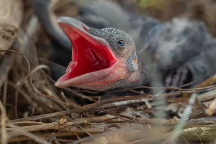 baby crow