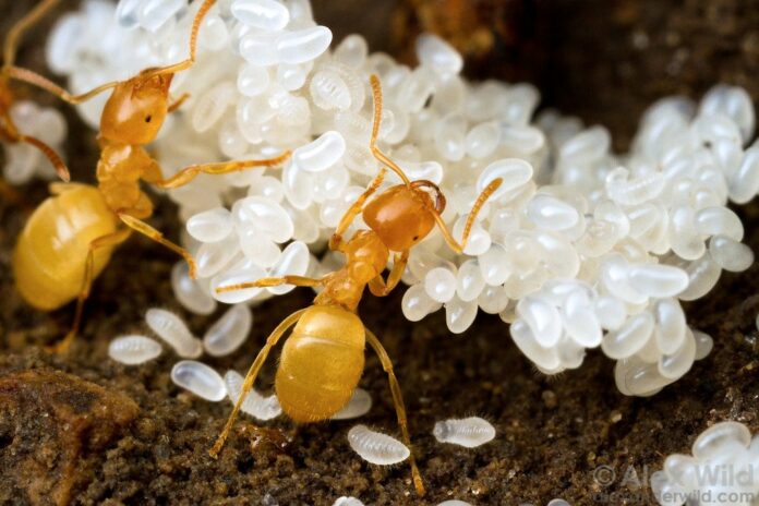 ant eggs