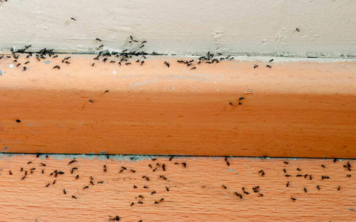 how to get rid of sugar ants