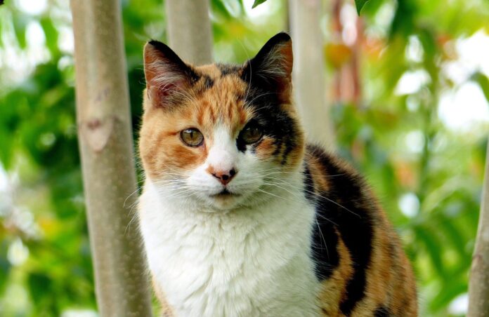 Calico Cat Names