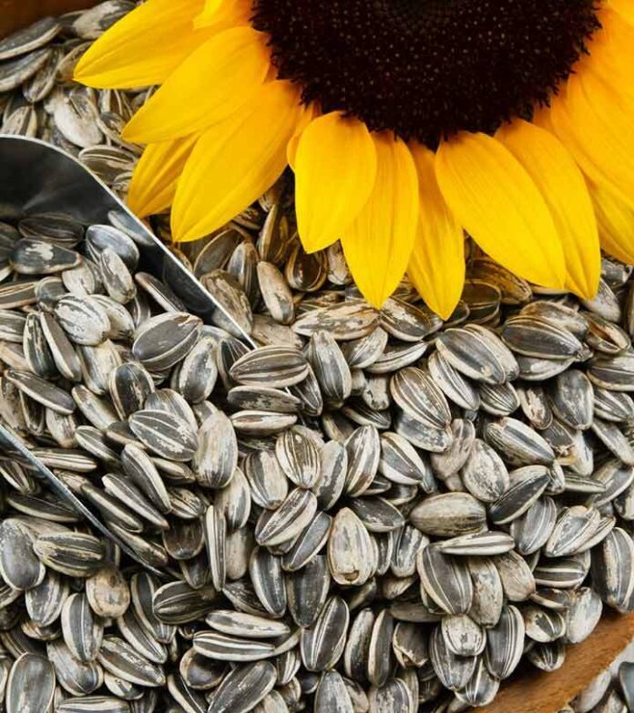 sunflower seed flavours
