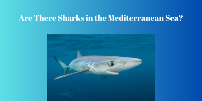 Are There Sharks in the Mediterranean Sea