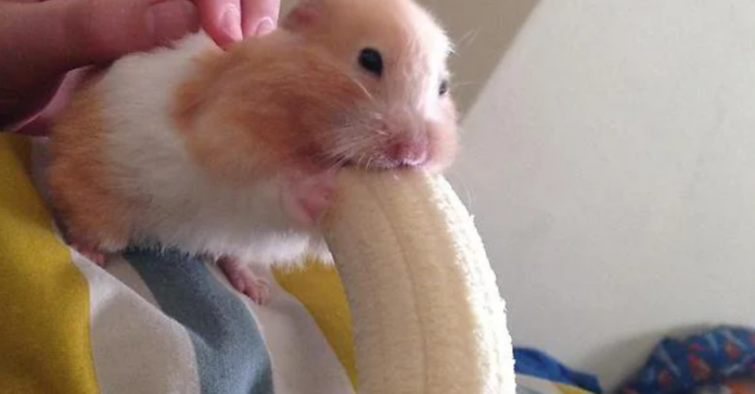 hamster eating banana