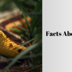 facts about snakes