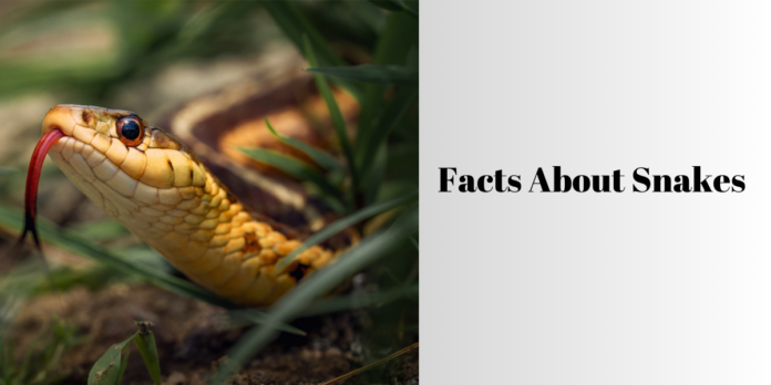facts about snakes