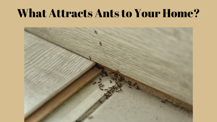 What Attracts Ants