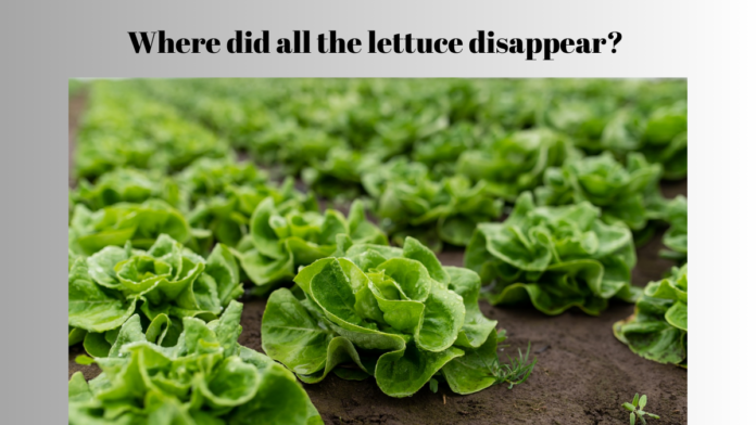 lettuce shortage